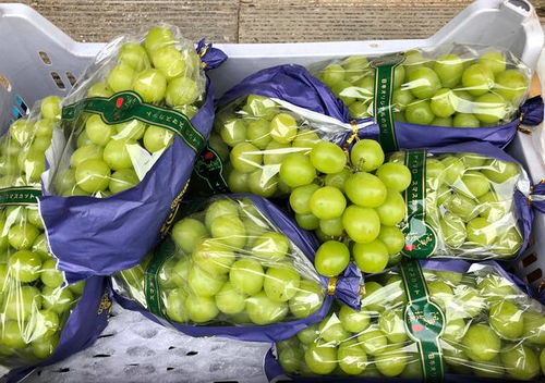 大連早市物價(jià)觀察 水果便宜桃子價(jià)低，海產(chǎn)品遇冷賣家稱鮮活無事